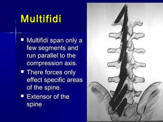 MultifidiMultifidi
 Multifidi span only aMultifidi span only a
few segments andfew segments and
run parallel to therun parallel to the
compression axis.compression axis.
 There forces onlyThere forces only
effect specific areaseffect specific areas
of the spine.of the spine.
 Extensor of theExtensor of the
spinespine
 