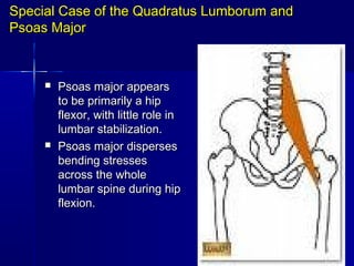 Special Case of the Quadratus Lumborum andSpecial Case of the Quadratus Lumborum and
Psoas MajorPsoas Major
 Psoas major appearsPsoas major appears
to be primarily a hipto be primarily a hip
flexor, with little role inflexor, with little role in
lumbar stabilization.lumbar stabilization.
 Psoas major dispersesPsoas major disperses
bending stressesbending stresses
across the wholeacross the whole
lumbar spine during hiplumbar spine during hip
flexion.flexion.
 