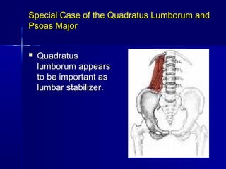 Special Case of the Quadratus Lumborum andSpecial Case of the Quadratus Lumborum and
Psoas MajorPsoas Major
 QuadratusQuadratus
lumborum appearslumborum appears
to be important asto be important as
lumbar stabilizer.lumbar stabilizer.
 