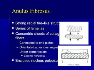 Anulus FibrosusAnulus Fibrosus
 Strong radial tire–like structureStrong radial tire–like structure
 Series of lamellaeSeries of lamellae
 Concentric sheets of collagenConcentric sheets of collagen
fibersfibers
– Connected to end platesConnected to end plates
– Orientated at various anglesOrientated at various angles
– Under compressionUnder compression
 Become horizontalBecome horizontal
 Encloses nucleus pulposusEncloses nucleus pulposus
 