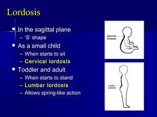 LordosisLordosis
 In the sagittal planeIn the sagittal plane
– ‘‘S’ shapeS’ shape
 As a small childAs a small child
– When starts to sitWhen starts to sit
– Cervical lordosisCervical lordosis
 Toddler and adultToddler and adult
– When starts to standWhen starts to stand
– Lumbar lordosisLumbar lordosis
– Allows spring-like actionAllows spring-like action
 