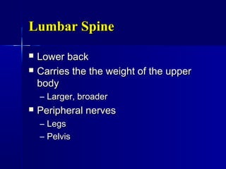 Lumbar SpineLumbar Spine
 Lower backLower back
 Carries the the weight of the upperCarries the the weight of the upper
bodybody
– Larger, broaderLarger, broader
 Peripheral nervesPeripheral nerves
– LegsLegs
– PelvisPelvis
 