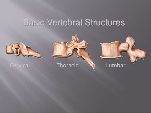 Spine examination
