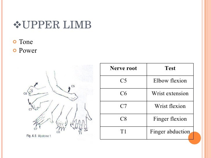 Spine Examination And Scoliosis