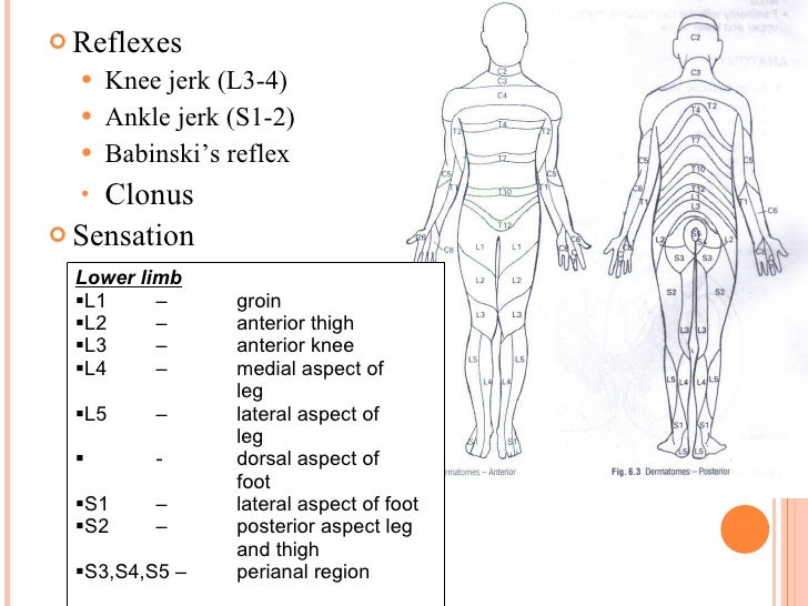 Spine Examination And Scoliosis