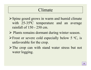 Climate
Spine gourd grows in warm and humid climate
with 25-350C temperature and an average
rainfall of 150 - 250 cm.
 Plants remains dormant during winter season.
Frost or severe cold especially below 5 0C, is
unfavorable for the crop.
The crop can with stand water stress but not
water logging.
Spine gourd grows in warm and humid climate
with 25-350C temperature and an average
rainfall of 150 - 250 cm.
 Plants remains dormant during winter season.
Frost or severe cold especially below 5 0C, is
unfavorable for the crop.
The crop can with stand water stress but not
water logging.
99
 