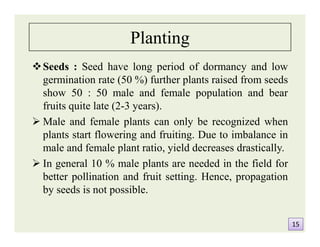 Planting
Seeds : Seed have long period of dormancy and low
germination rate (50 %) further plants raised from seeds
show 50 : 50 male and female population and bear
fruits quite late (2-3 years).
 Male and female plants can only be recognized when
plants start flowering and fruiting. Due to imbalance in
male and female plant ratio, yield decreases drastically.
 In general 10 % male plants are needed in the field for
better pollination and fruit setting. Hence, propagation
by seeds is not possible.
Seeds : Seed have long period of dormancy and low
germination rate (50 %) further plants raised from seeds
show 50 : 50 male and female population and bear
fruits quite late (2-3 years).
 Male and female plants can only be recognized when
plants start flowering and fruiting. Due to imbalance in
male and female plant ratio, yield decreases drastically.
 In general 10 % male plants are needed in the field for
better pollination and fruit setting. Hence, propagation
by seeds is not possible.
1515
 