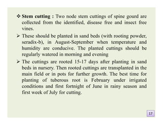  Stem cutting : Two node stem cuttings of spine gourd are
collected from the identified, disease free and insect free
vines.
 These should be planted in sand beds (with rooting powder,
seradix-b), in August-September when temperature and
humidity are conducive. The planted cuttings should be
regularly watered in morning and evening
 The cuttings are rooted 15-17 days after planting in sand
beds in nursery. Then rooted cuttings are transplanted in the
main field or in pots for further growth. The best time for
planting of tuberous root is February under irrigated
conditions and first fortnight of June in rainy season and
first week of July for cutting.
 Stem cutting : Two node stem cuttings of spine gourd are
collected from the identified, disease free and insect free
vines.
 These should be planted in sand beds (with rooting powder,
seradix-b), in August-September when temperature and
humidity are conducive. The planted cuttings should be
regularly watered in morning and evening
 The cuttings are rooted 15-17 days after planting in sand
beds in nursery. Then rooted cuttings are transplanted in the
main field or in pots for further growth. The best time for
planting of tuberous root is February under irrigated
conditions and first fortnight of June in rainy season and
first week of July for cutting.
1717
 