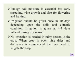 Enough soil moisture is essential for, early
sprouting, vine growth and also for flowering
and fruiting.
Irrigation should be given once in 10 days
depending upon the soils and climatic
condition. Irrigation is given at 4-5 days
interval during dry season.
No irrigation is needed in rainy season to the
crop. When crop is over, vine dries and
dormancy is commenced then no need to
irrigate the crop.
Enough soil moisture is essential for, early
sprouting, vine growth and also for flowering
and fruiting.
Irrigation should be given once in 10 days
depending upon the soils and climatic
condition. Irrigation is given at 4-5 days
interval during dry season.
No irrigation is needed in rainy season to the
crop. When crop is over, vine dries and
dormancy is commenced then no need to
irrigate the crop.
1818
 