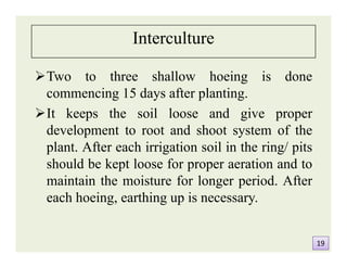 Interculture
Two to three shallow hoeing is done
commencing 15 days after planting.
It keeps the soil loose and give proper
development to root and shoot system of the
plant. After each irrigation soil in the ring/ pits
should be kept loose for proper aeration and to
maintain the moisture for longer period. After
each hoeing, earthing up is necessary.
Two to three shallow hoeing is done
commencing 15 days after planting.
It keeps the soil loose and give proper
development to root and shoot system of the
plant. After each irrigation soil in the ring/ pits
should be kept loose for proper aeration and to
maintain the moisture for longer period. After
each hoeing, earthing up is necessary.
1919
 