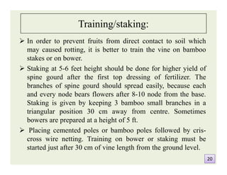Training/staking:
 In order to prevent fruits from direct contact to soil which
may caused rotting, it is better to train the vine on bamboo
stakes or on bower.
 Staking at 5-6 feet height should be done for higher yield of
spine gourd after the first top dressing of fertilizer. The
branches of spine gourd should spread easily, because each
and every node bears flowers after 8-10 node from the base.
Staking is given by keeping 3 bamboo small branches in a
triangular position 30 cm away from centre. Sometimes
bowers are prepared at a height of 5 ft.
 Placing cemented poles or bamboo poles followed by cris-
cross wire netting. Training on bower or staking must be
started just after 30 cm of vine length from the ground level.
 In order to prevent fruits from direct contact to soil which
may caused rotting, it is better to train the vine on bamboo
stakes or on bower.
 Staking at 5-6 feet height should be done for higher yield of
spine gourd after the first top dressing of fertilizer. The
branches of spine gourd should spread easily, because each
and every node bears flowers after 8-10 node from the base.
Staking is given by keeping 3 bamboo small branches in a
triangular position 30 cm away from centre. Sometimes
bowers are prepared at a height of 5 ft.
 Placing cemented poles or bamboo poles followed by cris-
cross wire netting. Training on bower or staking must be
started just after 30 cm of vine length from the ground level.
2020
 