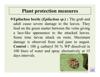 Plant protection measures
Epilachna beetle (Epilachna sp.) : The grub and
adult cause severe damage to the leaves. They
feed on the green matter between the veins giving
a lace-like appearance to the attacked leaves.
Some time larvae attack on roots. Maximum
damage is observed from mid june to august.
Control : 100 g carbaryl 50 % WP dissolved in
100 liters of water and spray alternatively at 15
days intervals.
Epilachna beetle (Epilachna sp.) : The grub and
adult cause severe damage to the leaves. They
feed on the green matter between the veins giving
a lace-like appearance to the attacked leaves.
Some time larvae attack on roots. Maximum
damage is observed from mid june to august.
Control : 100 g carbaryl 50 % WP dissolved in
100 liters of water and spray alternatively at 15
days intervals.
2323
 