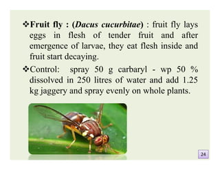 Fruit fly : (Dacus cucurbitae) : fruit fly lays
eggs in flesh of tender fruit and after
emergence of larvae, they eat flesh inside and
fruit start decaying.
Control: spray 50 g carbaryl - wp 50 %
dissolved in 250 litres of water and add 1.25
kg jaggery and spray evenly on whole plants.
Fruit fly : (Dacus cucurbitae) : fruit fly lays
eggs in flesh of tender fruit and after
emergence of larvae, they eat flesh inside and
fruit start decaying.
Control: spray 50 g carbaryl - wp 50 %
dissolved in 250 litres of water and add 1.25
kg jaggery and spray evenly on whole plants.
2424
 
