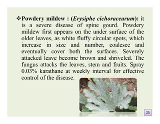 Powdery mildew : (Erysiphe cichoracearum): it
is a severe disease of spine gourd. Powdery
mildew first appears on the under surface of the
older leaves, as white fluffy circular spots, which
increase in size and number, coalesce and
eventually cover both the surfaces. Severely
attacked leave become brown and shriveled. The
fungus attacks the leaves, stem and fruits. Spray
0.03% karathane at weekly interval for effective
control of the disease.
Powdery mildew : (Erysiphe cichoracearum): it
is a severe disease of spine gourd. Powdery
mildew first appears on the under surface of the
older leaves, as white fluffy circular spots, which
increase in size and number, coalesce and
eventually cover both the surfaces. Severely
attacked leave become brown and shriveled. The
fungus attacks the leaves, stem and fruits. Spray
0.03% karathane at weekly interval for effective
control of the disease.
2525
 