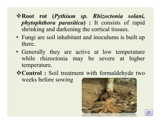 Root rot (Pythium sp. Rhizoctonia solani,
phytophthora parasitica) : It consists of rapid
shrinking and darkening the cortical tissues.
• Fungi are soil inhabitant and inoculums is built up
there.
• Generally they are active at low temperature
while rhizoctonia may be severe at higher
temperature.
Control : Soil treatment with formaldehyde two
weeks before sowing
Root rot (Pythium sp. Rhizoctonia solani,
phytophthora parasitica) : It consists of rapid
shrinking and darkening the cortical tissues.
• Fungi are soil inhabitant and inoculums is built up
there.
• Generally they are active at low temperature
while rhizoctonia may be severe at higher
temperature.
Control : Soil treatment with formaldehyde two
weeks before sowing
2727
 