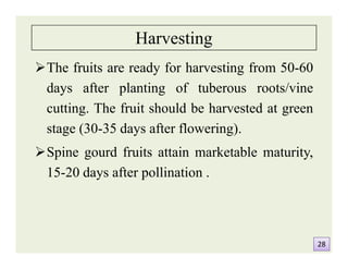 Harvesting
The fruits are ready for harvesting from 50-60
days after planting of tuberous roots/vine
cutting. The fruit should be harvested at green
stage (30-35 days after flowering).
Spine gourd fruits attain marketable maturity,
15-20 days after pollination .
The fruits are ready for harvesting from 50-60
days after planting of tuberous roots/vine
cutting. The fruit should be harvested at green
stage (30-35 days after flowering).
Spine gourd fruits attain marketable maturity,
15-20 days after pollination .
2828
 