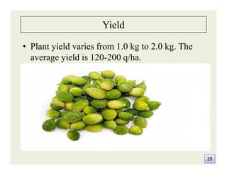 Yield
• Plant yield varies from 1.0 kg to 2.0 kg. The
average yield is 120-200 q/ha.
2929
 