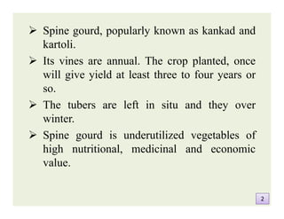  Spine gourd, popularly known as kankad and
kartoli.
 Its vines are annual. The crop planted, once
will give yield at least three to four years or
so.
 The tubers are left in situ and they over
winter.
 Spine gourd is underutilized vegetables of
high nutritional, medicinal and economic
value.
 Spine gourd, popularly known as kankad and
kartoli.
 Its vines are annual. The crop planted, once
will give yield at least three to four years or
so.
 The tubers are left in situ and they over
winter.
 Spine gourd is underutilized vegetables of
high nutritional, medicinal and economic
value.
22
 