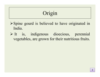 Origin
Spine gourd is believed to have originated in
India.
 It is, indigenous dioecious, perennial
vegetables, are grown for their nutritious fruits.
Spine gourd is believed to have originated in
India.
 It is, indigenous dioecious, perennial
vegetables, are grown for their nutritious fruits.
33
 