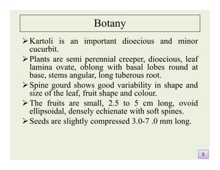 Botany
Kartoli is an important dioecious and minor
cucurbit.
Plants are semi perennial creeper, dioecious, leaf
lamina ovate, oblong with basal lobes round at
base, stems angular, long tuberous root.
Spine gourd shows good variability in shape and
size of the leaf, fruit shape and colour.
The fruits are small, 2.5 to 5 cm long, ovoid
ellipsoidal, densely echienate with soft spines.
Seeds are slightly compressed 3.0-7 .0 mm long.
Kartoli is an important dioecious and minor
cucurbit.
Plants are semi perennial creeper, dioecious, leaf
lamina ovate, oblong with basal lobes round at
base, stems angular, long tuberous root.
Spine gourd shows good variability in shape and
size of the leaf, fruit shape and colour.
The fruits are small, 2.5 to 5 cm long, ovoid
ellipsoidal, densely echienate with soft spines.
Seeds are slightly compressed 3.0-7 .0 mm long.
55
 