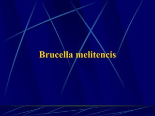 Brucella melitencis
 