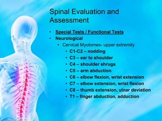 Spine Powerpoint.ppt