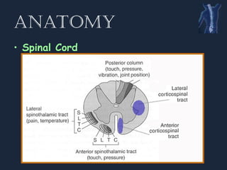 Spinal Presentation Spine__Spinal.........................ppt