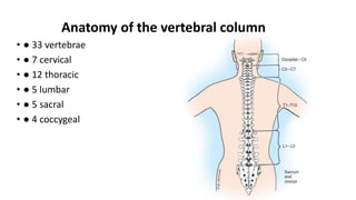 Anatomy of the vertebral column
• ● 33 vertebrae
• ● 7 cervical
• ● 12 thoracic
• ● 5 lumbar
• ● 5 sacral
• ● 4 coccygeal
 