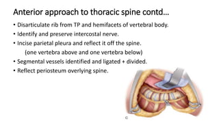 Anterior approach to thoracic spine contd…
• Disarticulate rib from TP and hemifacets of vertebral body.
• Identify and preserve intercostal nerve.
• Incise parietal pleura and reflect it off the spine.
(one vertebra above and one vertebra below)
• Segmental vessels identified and ligated + divided.
• Reflect periosteum overlying spine.
 