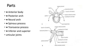 Parts
• ● Anterior body
• ● Posterior arch
• ● Neural arch
• ● Spinous process
• ● Transverse process
• ● Inferior and superior
• articular joints
 
