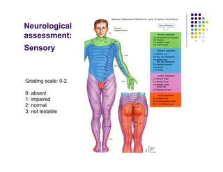 Neurological
assessment:
Sensory
Grading scale: 0-2
0: absent
1: impaired
2: normal
3: not testable
 