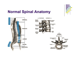 Normal Spinal Anatomy
 
