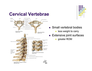Cervical Vertebrae
Small vertebral bodies
less weight to carry
Extensive joint surfaces
greater ROM
 