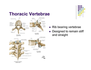 Thoracic Vertebrae
Rib bearing vertebrae
Designed to remain stiff
and straight
 