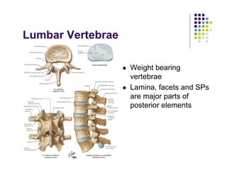 Lumbar Vertebrae
Weight bearing
vertebrae
Lamina, facets and SPs
are major parts of
posterior elements
 