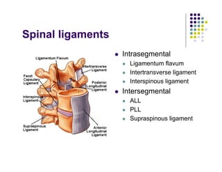 Spinal ligaments
Intrasegmental
Ligamentum flavum
Intertransverse ligament
Interspinous ligament
Intersegmental
ALL
PLL
Supraspinous ligament
 