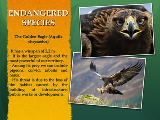 ENDANGEREDENDANGERED
SPECIESSPECIES
The Golden Eagle (AquilaThe Golden Eagle (Aquila
chrysaetos)chrysaetos)
-It has a winspan of 2,2 mIt has a winspan of 2,2 m
- It is the largest eagle and theIt is the largest eagle and the
most powerful of our territory.most powerful of our territory.
- Among its prey we can includeAmong its prey we can include
pigeons, corvid, rabbits andpigeons, corvid, rabbits and
hares.hares.
- His threat is due to the loss ofHis threat is due to the loss of
the habitat caused by thethe habitat caused by the
building of infrastructure,building of infrastructure,
public works or developments.public works or developments.
 