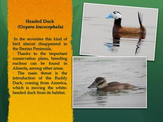 Headed DuckHeaded Duck
(Oxyura leucocephala)(Oxyura leucocephala)
-In the seventies this kind ofIn the seventies this kind of
bird almost disappeared inbird almost disappeared in
the Iberian Peninsula.the Iberian Peninsula.
- Thanks to the importantThanks to the important
conservation plans, breedingconservation plans, breeding
nucleus can be found innucleus can be found in
Almería, among other areas.Almería, among other areas.
- The main threat is theThe main threat is the
introduction of the Ruddyintroduction of the Ruddy
Duck, coming from America,Duck, coming from America,
which is moving the white-which is moving the white-
headed duck from its habitat.headed duck from its habitat.
 