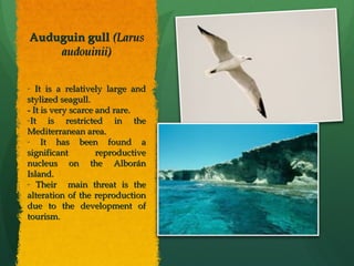 Auduguin gullAuduguin gull (Larus(Larus
audouinii)audouinii)
- It is a relatively large andIt is a relatively large and
stylized seagull.stylized seagull.
- It is very scarce and rare.- It is very scarce and rare.
-It is restricted in theIt is restricted in the
Mediterranean area.Mediterranean area.
- It has been found aIt has been found a
significant reproductivesignificant reproductive
nucleus on the Alboránnucleus on the Alborán
Island.Island.
- Their main threat is theTheir main threat is the
alteration of the reproductionalteration of the reproduction
due to the development ofdue to the development of
tourism.tourism.
 