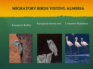 MIGRATORY BIRDS VISTING ALMERIAMIGRATORY BIRDS VISTING ALMERIA
European RollerEuropean Roller
European tawny owl Common FlamencoEuropean tawny owl Common Flamenco
 