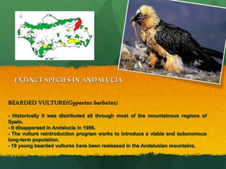 EXTINCT SPECIES IN ANDALUCIAEXTINCT SPECIES IN ANDALUCIA
BEARDED VULTUREBEARDED VULTURE(Gypaetus barbatus(Gypaetus barbatus))
- Historically it was distributed all through most of the mountainous regions of- Historically it was distributed all through most of the mountainous regions of
Spain.Spain.
- It disapperaed in Andalucia in 1986.- It disapperaed in Andalucia in 1986.
- The vulture reintroduction program works to introduce a viable and autonomous- The vulture reintroduction program works to introduce a viable and autonomous
long-term population.long-term population.
- 19 young bearded vultures have been realeased in the Andalusian mountains.- 19 young bearded vultures have been realeased in the Andalusian mountains.
 