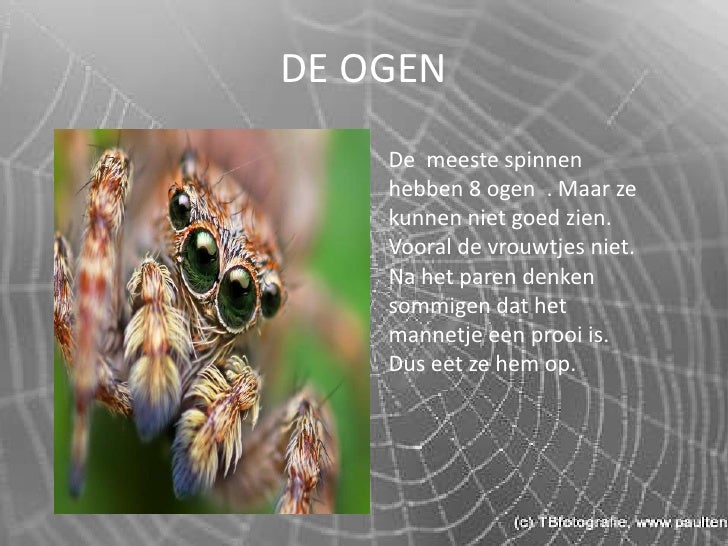 Spinnen