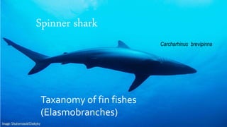 Spinner shark
Carcharhinus brevipinna
Taxanomy of fin fishes
(Elasmobranches)
 