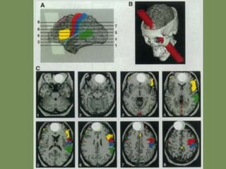 La estructura de la menteEl cerebro no es una tabula rasa, sino una estructura Gestaltinnata, un software con el que venimos al mundo equipados para percibir nuestro cuerpo, el de otros seres vivos, así como el mundo entero. 