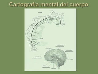 La base neurológica de la menteTodos los procesos, funciones o estados mentales conscientes/inconscientes están cableados por circuitos neurales y localizados de algún modo en zonas cerebrales. 
