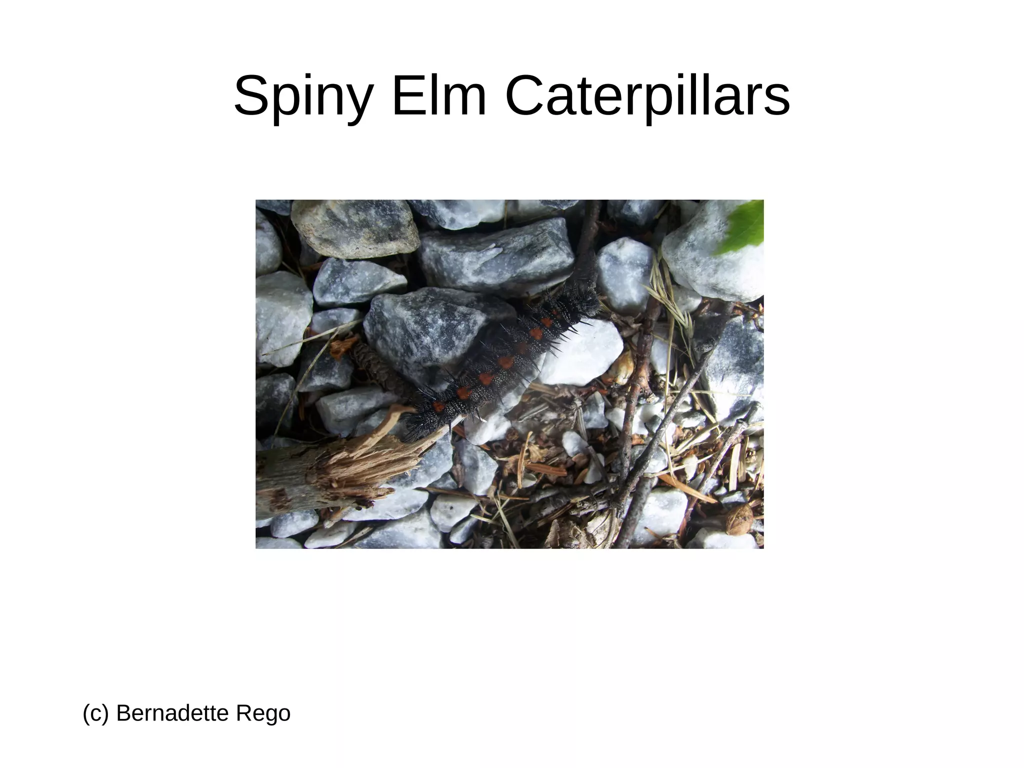 Spiny Elm Caterpillars | ODP
