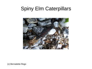 Spiny Elm Caterpillars (c) Bernadette Rego 