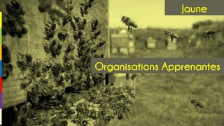 Organisations Apprenantes
Jaune
 