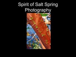 Spirit of Salt Spring Photography 