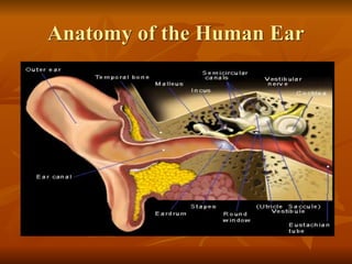 Anatomy of the Human Ear
 